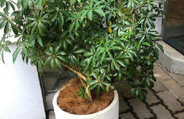 各種観葉植物